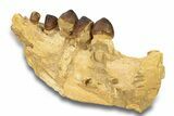 Crushing Mosasaur (Igdamanosaurus) Jaw Section - Morocco #270861-4